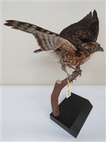 藏品(鳳頭蒼鷹)的圖片